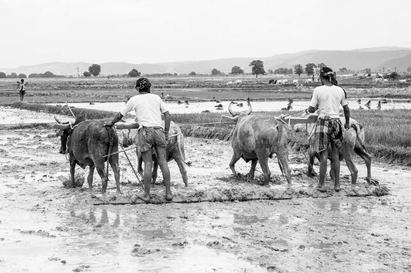 Men and Water Needs from Gender Perspective - men levelling water-logged fields for paddy transplantation in Munger district, Bihar